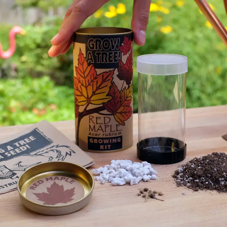Red Maple | Seed Grow Kit