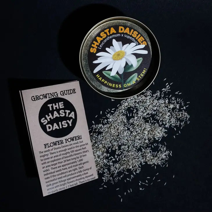 Shasta Daisy | Flower Seed Grow Kit