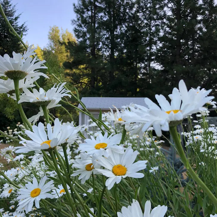 Shasta Daisy | Flower Seed Grow Kit