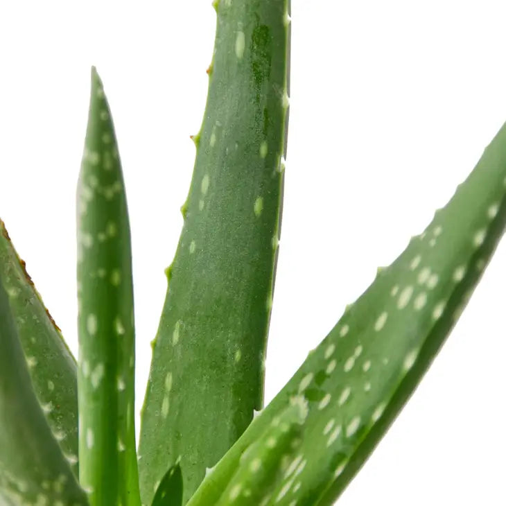 4 inch houseplant- Aloe Vera