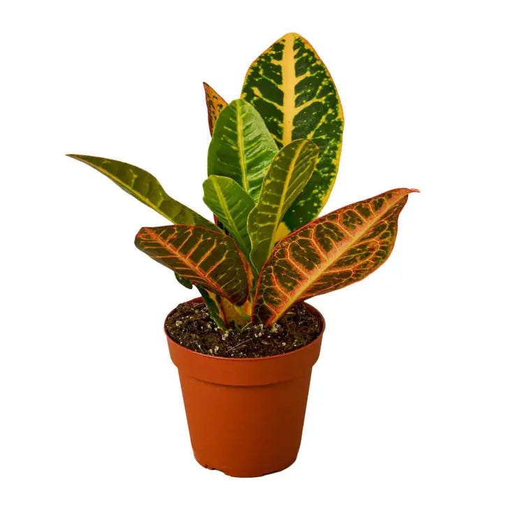 6 inch houseplant- Croton Petra