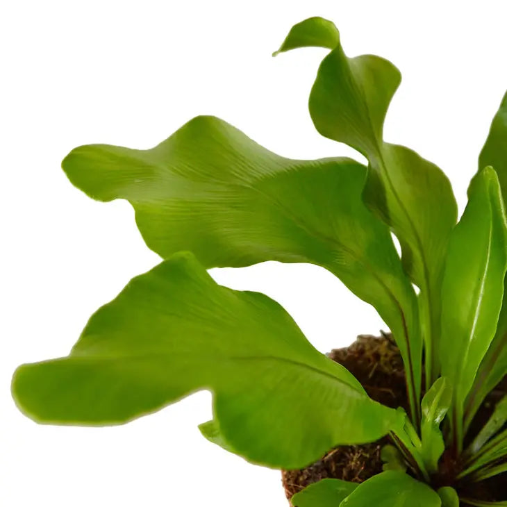 6 inch houseplant- Fern Nidus