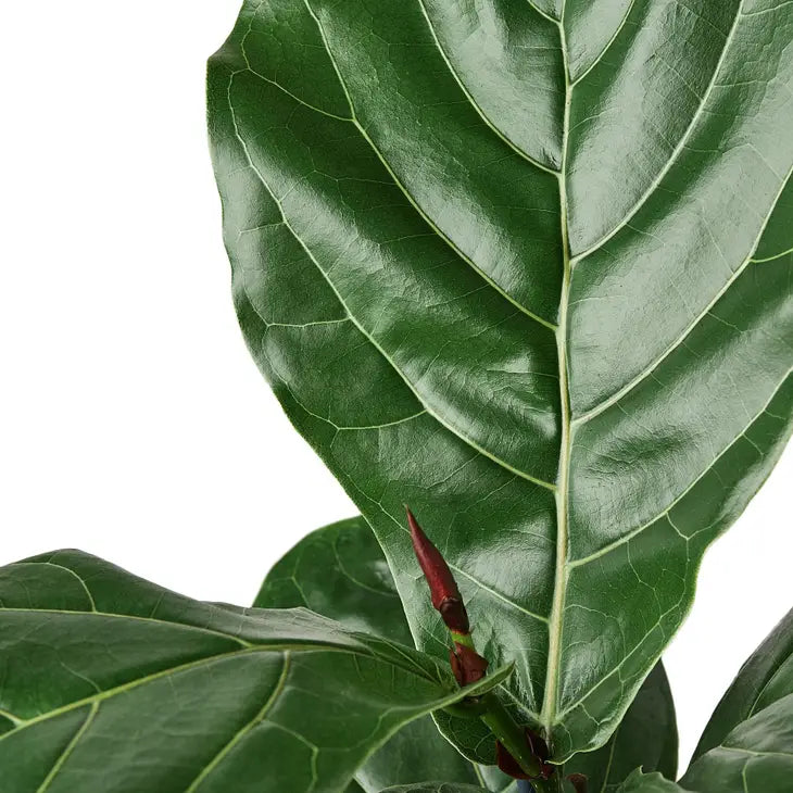 6 inch houseplant- Ficus Lyrata