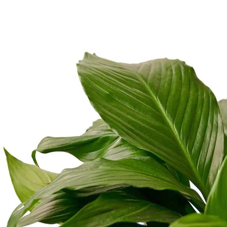 4 inch houseplant- Spathiphyllum 'Peace Lily'