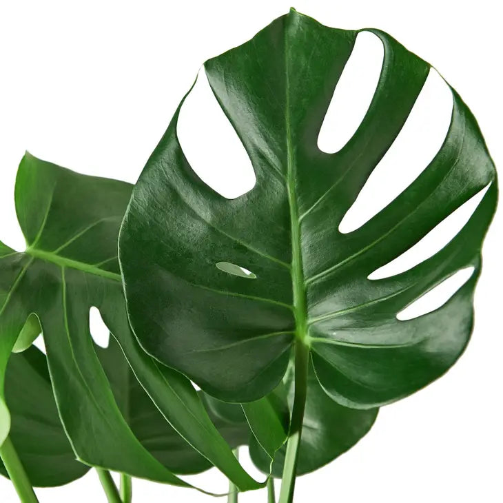 6 inch houseplant- Philodendron Monstera