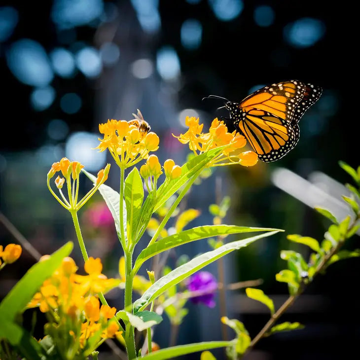 Pollinators Delight | Flower Seed Grow Kit