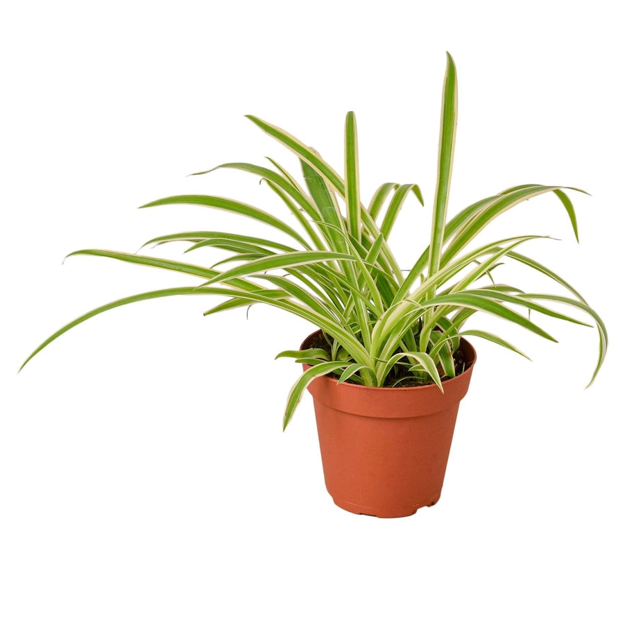 4 inch houseplant- Spider Reverse