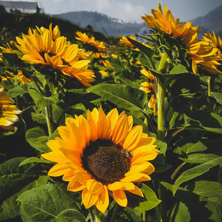 Giant Sunflowers| Flower Seed Grow Kit