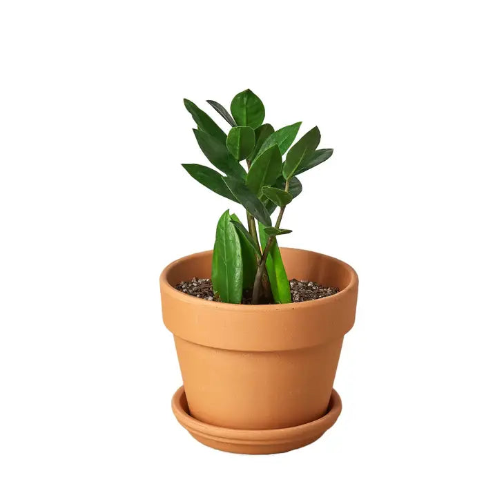4 inch houseplant-Zamioculcas Zamiifolia 'ZZ plant'