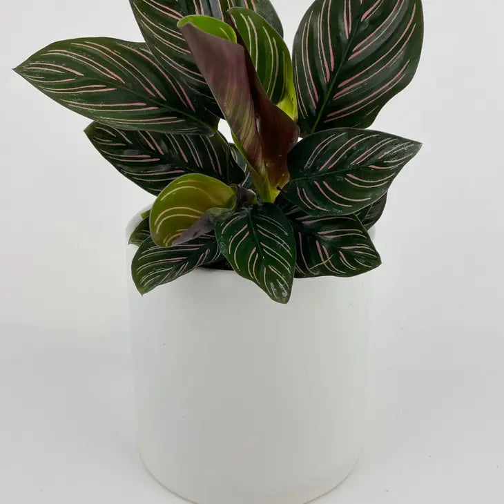 Calathea Ornata (Pinstripe Calathea)