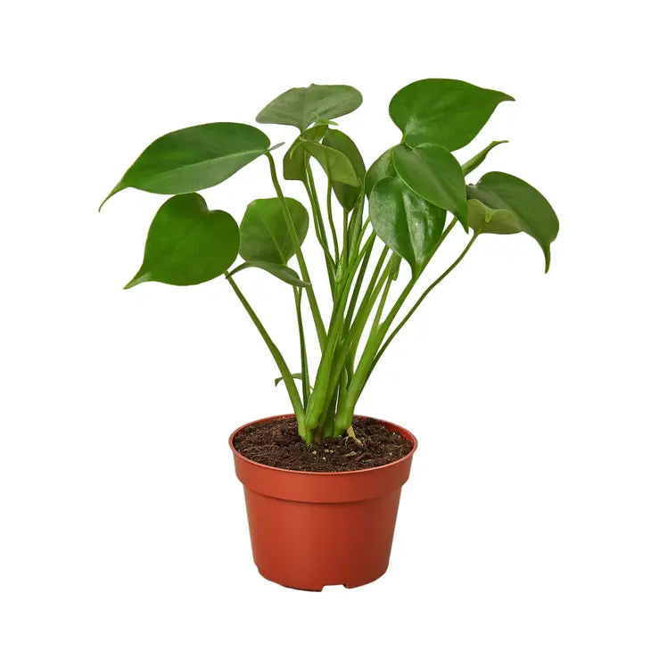 4 inch houseplant-Philodendron Minima