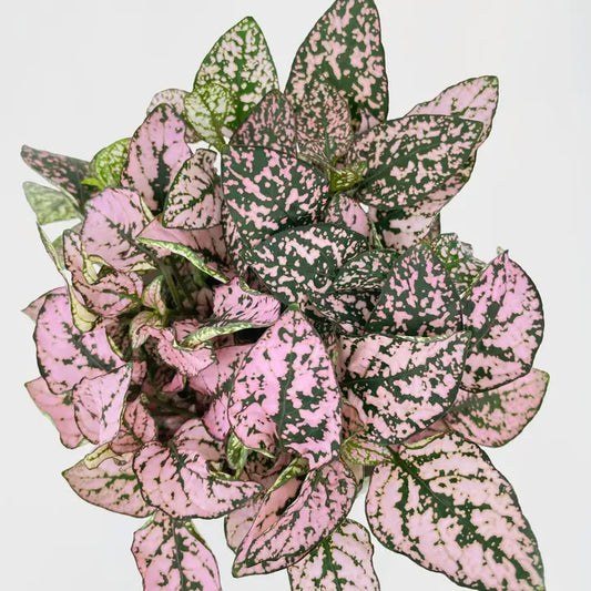 Pink Polka Dot Plant (Hypoestes Phyllostachya)