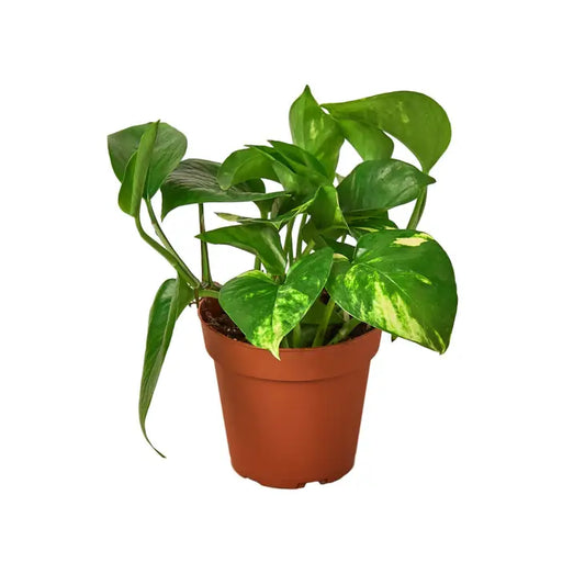 4 inch houseplant- Pothos Golden