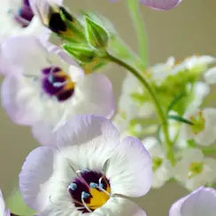 Seedy Cards - Wildflower Bouquet and Ladybug