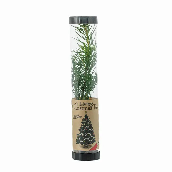 Living Christmas Tree | Douglas-Fir | Packaged Live Tree