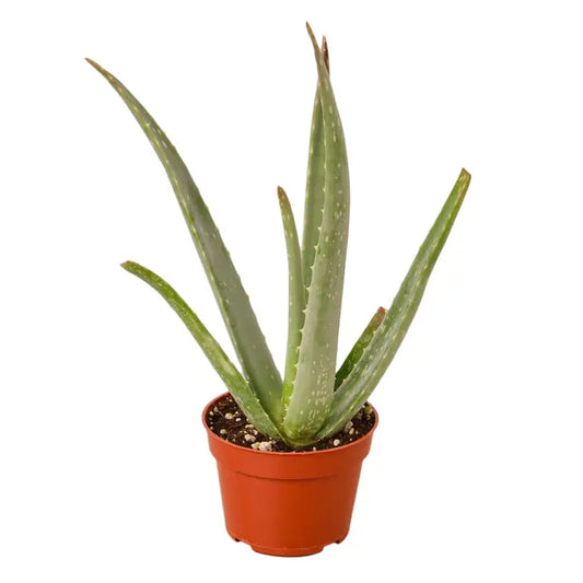 4 inch houseplant- Aloe Vera