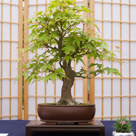 Bonsai Tree Japanese Maple | Seed Grow Kit