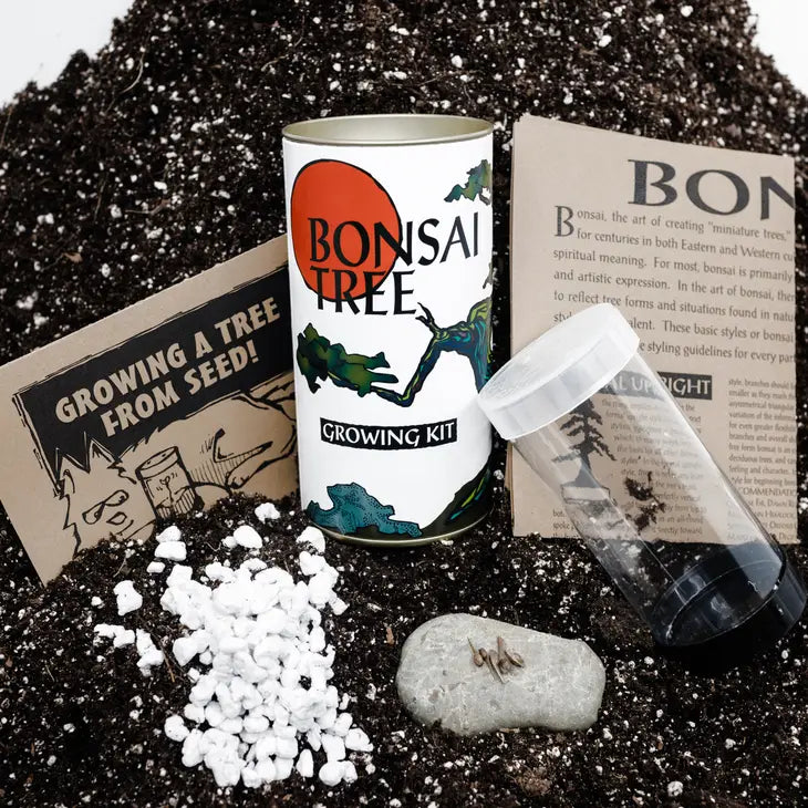 japanese black pine bonsai tree kit Bonsai Tree Japanese Black Pine| Seed Grow Kit – The Stash & Co
