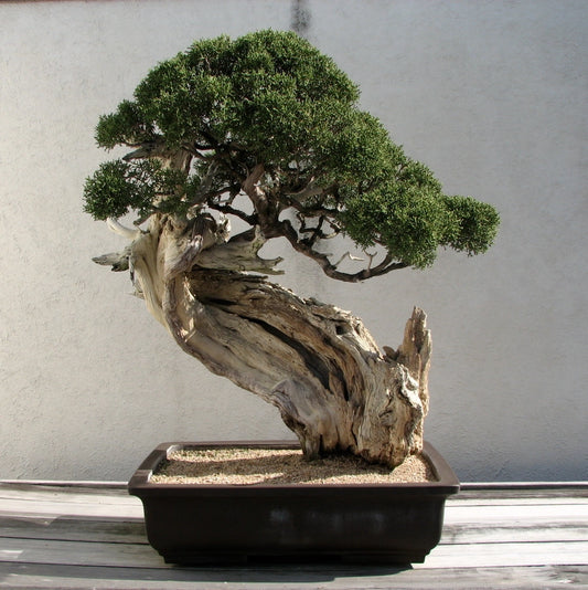 Bonsai Tree Japanese Black Pine| Seed Grow Kit