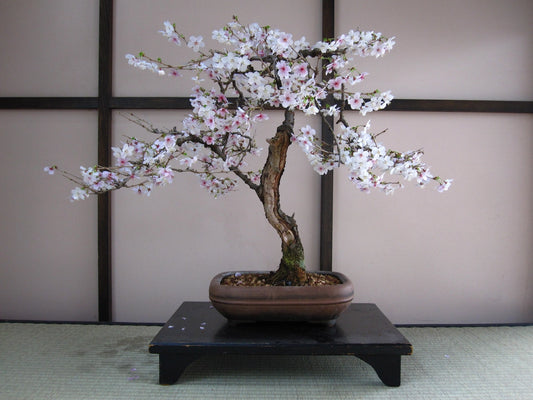 Bonsai Tree Japanese Cherry | Seed Grow Kit