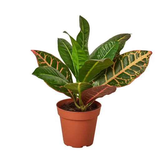 6 inch houseplant- Croton Petra