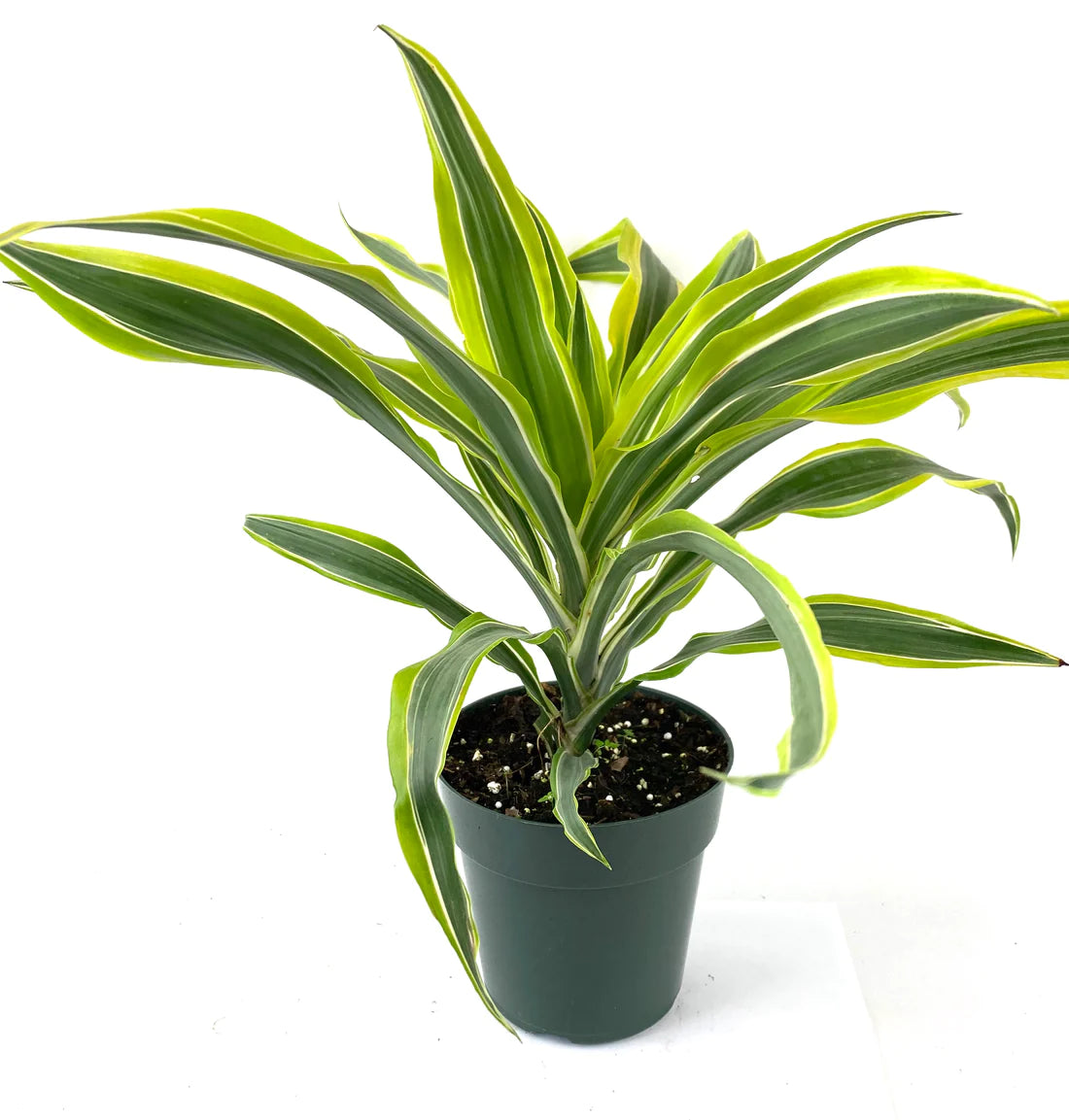 4 inch houseplant- Dracena Warneckii