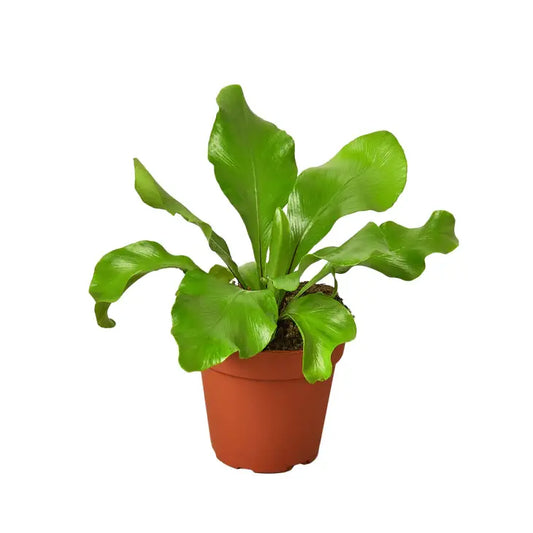 6 inch houseplant- Fern Nidus