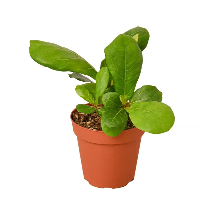 4 inch houseplant- Ficus Lyrata