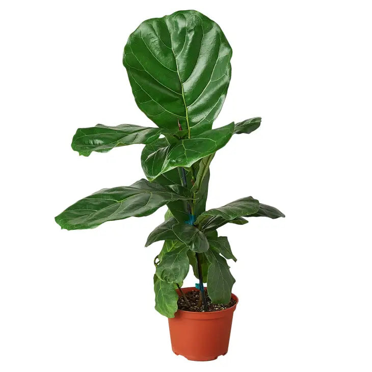 4 inch houseplant- Ficus Lyrata