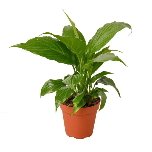 4 inch houseplant- Spathiphyllum 'Peace Lily'