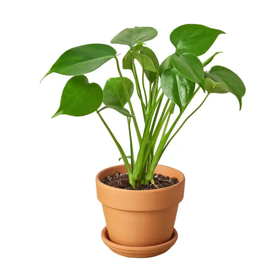 6 inch houseplant- Philodendron Monstera