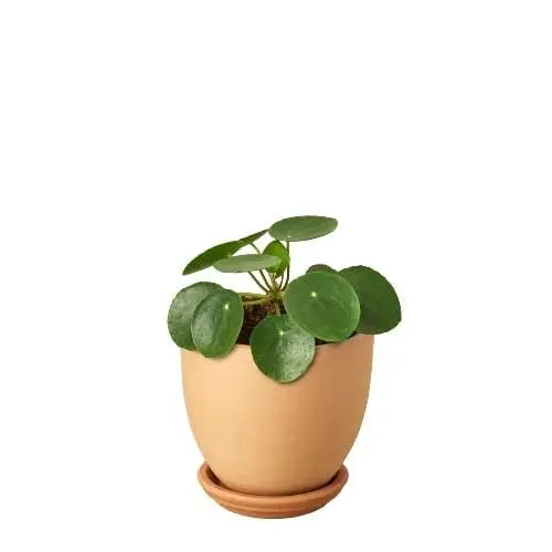 4 inch houseplant-Pilea Peperomiodes