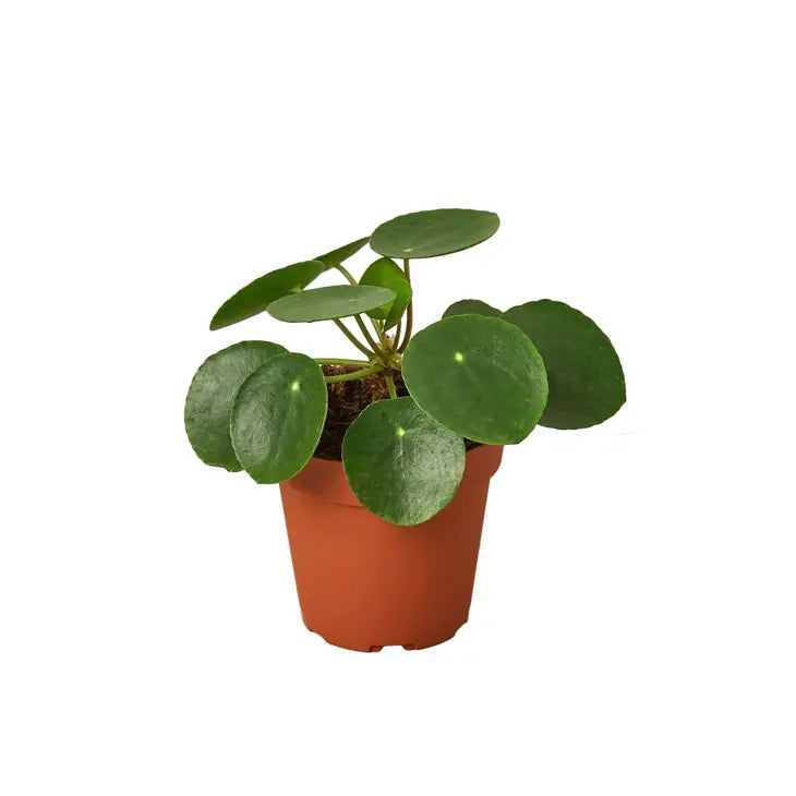 4 inch houseplant-Pilea Peperomiodes