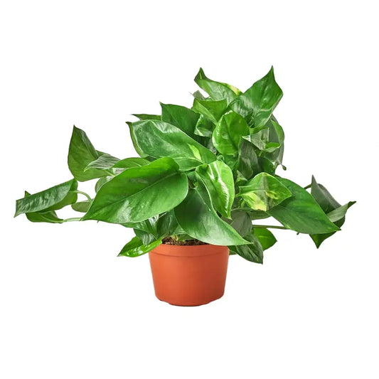 6 inch houseplant- Pothos Golden