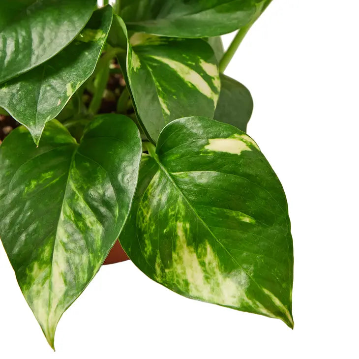 6 inch houseplant- Pothos Golden