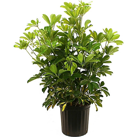 4 inch houseplant- Schflerra