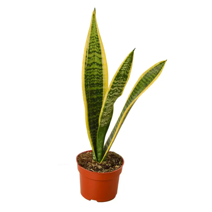 4 inch houseplant-Snake Plant Laurentii