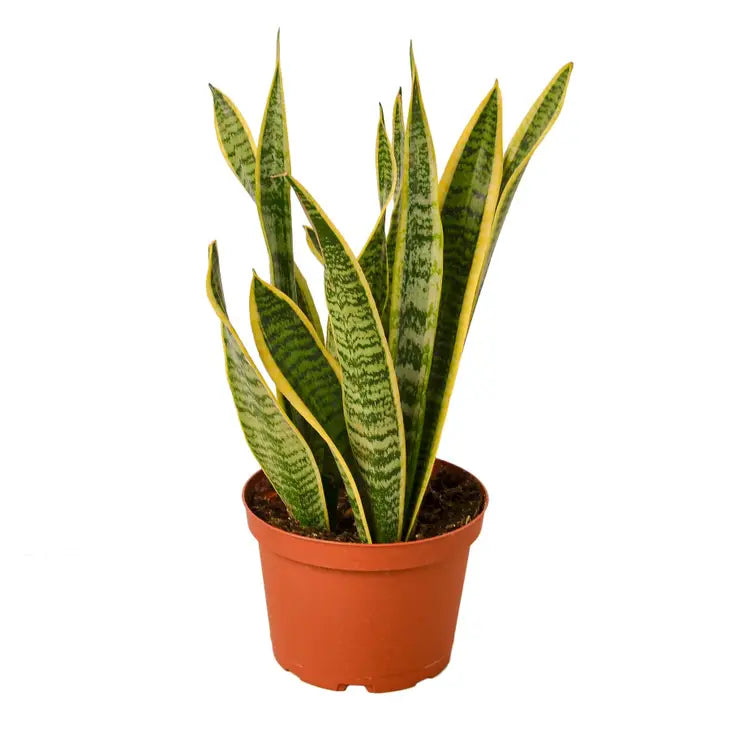 4 inch houseplant-Snake Plant Laurentii