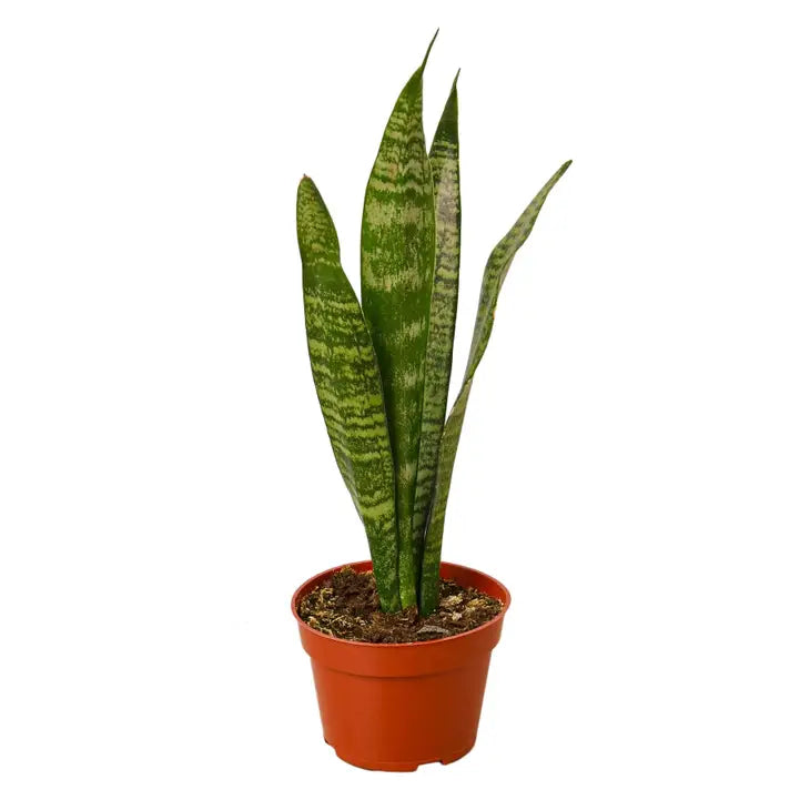 4 inch houseplant-Snake Plant Zeylanica