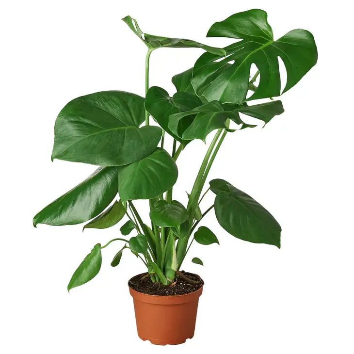 4 inch houseplant-Philodendron Minima