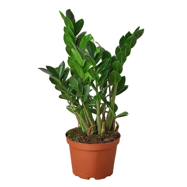 4 inch houseplant-Zamioculcas Zamiifolia 'ZZ plant'