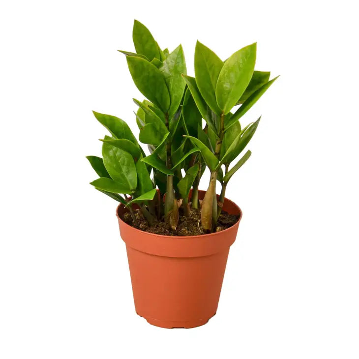 4 inch houseplant-Zamioculcas Zamiifolia 'ZZ plant'