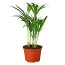 House Plant 6 inch Areca Palm