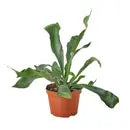 House Plant Staghorn Fern